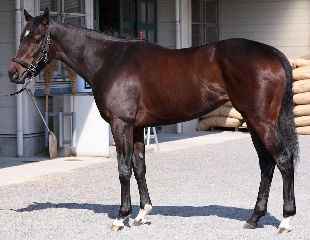 ショウナンザナドゥ85点 キ甲大きく首差しも立派