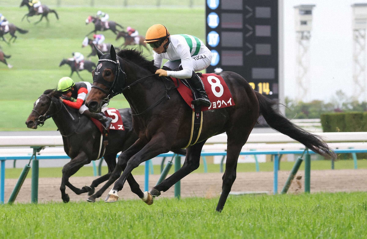 <京都新聞杯>直線で抜け出し勝利するショウヘイ (撮影・亀井 直樹)