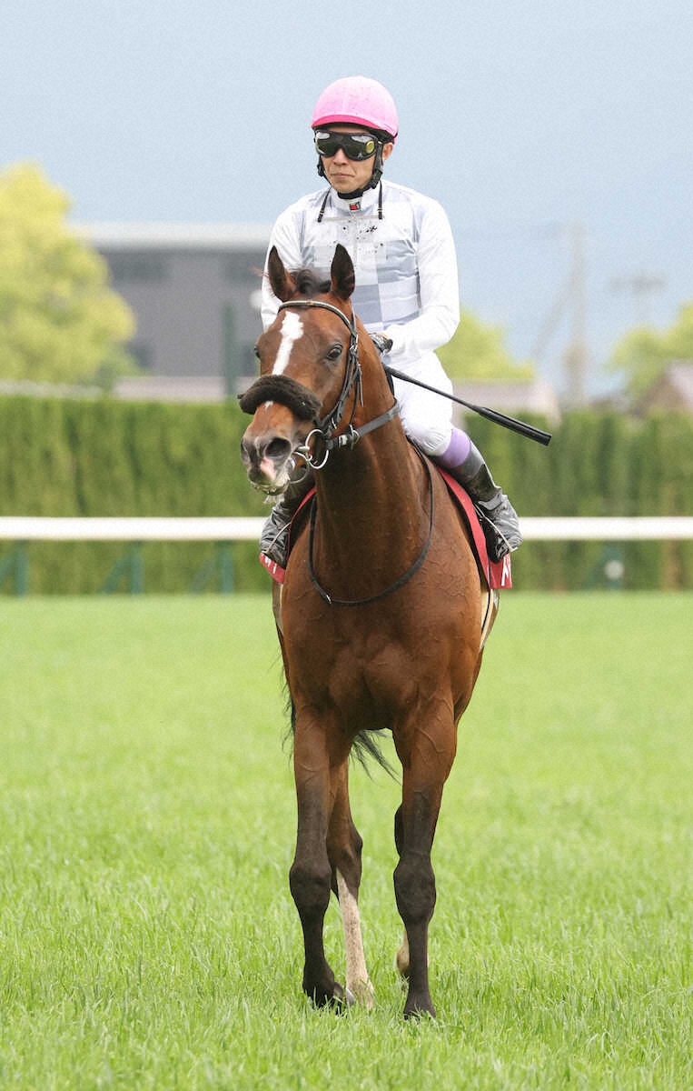 <京都新聞杯>4着のトッピボーン(撮影・亀井 直樹)