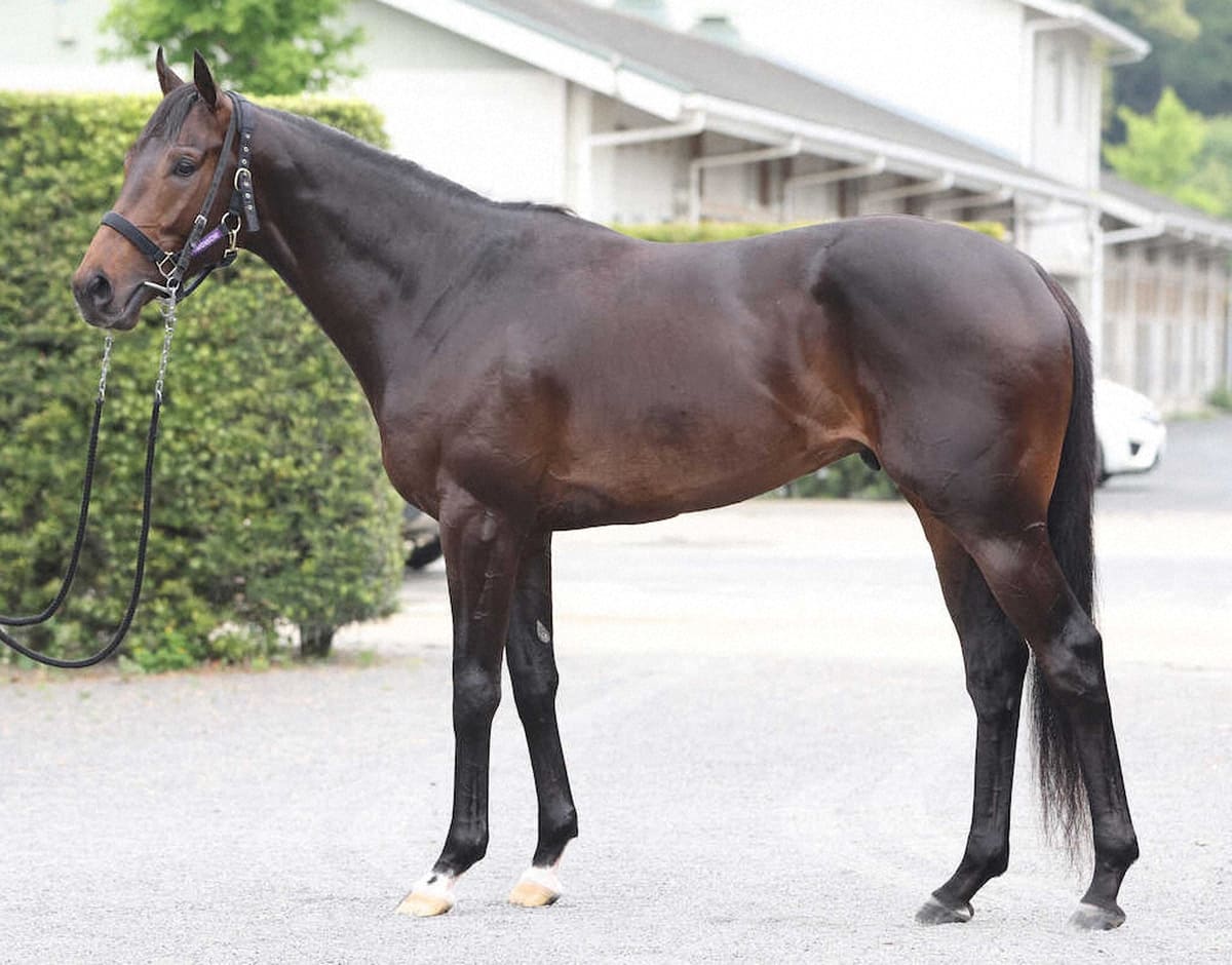 ショウヘイ95点 見せるためでなく機能性高い筋肉 顔つきにも好感