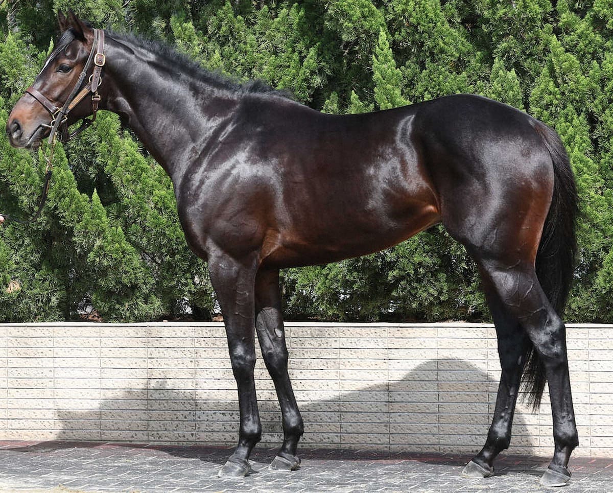 エムズ86点 小柄でも好馬体 2400メートル合いそう