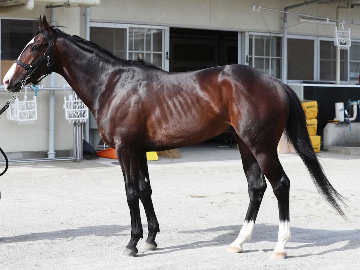ニシノエージェント82点 丈夫な四肢の持ち主 リラックスして立って
