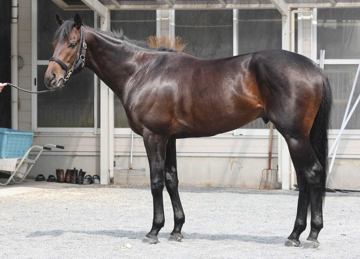 ミュージアムマイル94点 古馬級の落ち着き肩とトモに豊富な筋肉