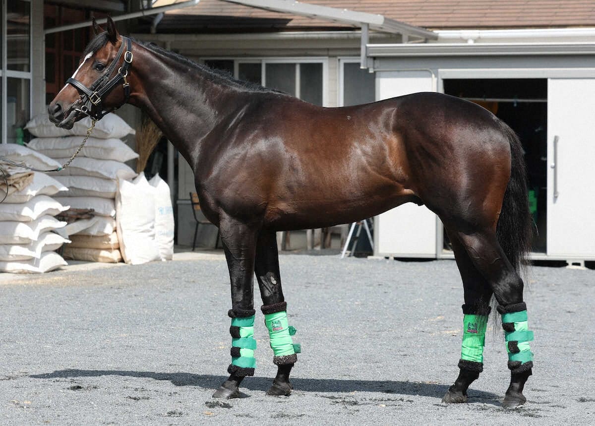 サトノシャイニング89点 疲れのたまりづらい柔軟な筋肉 長距離は歓迎