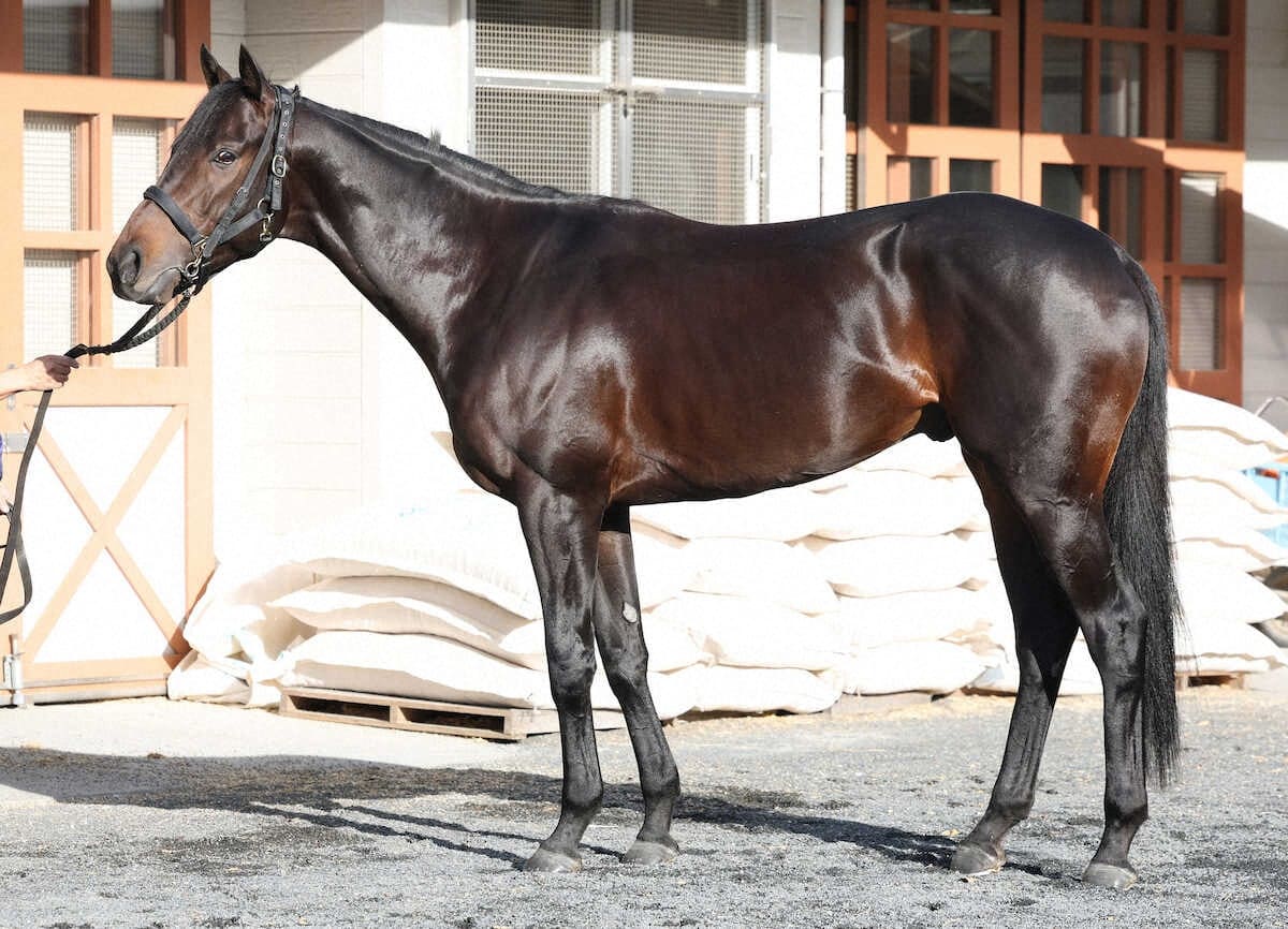 ミュージアムマイル95点　鋭い目つき、闘争心の表れ