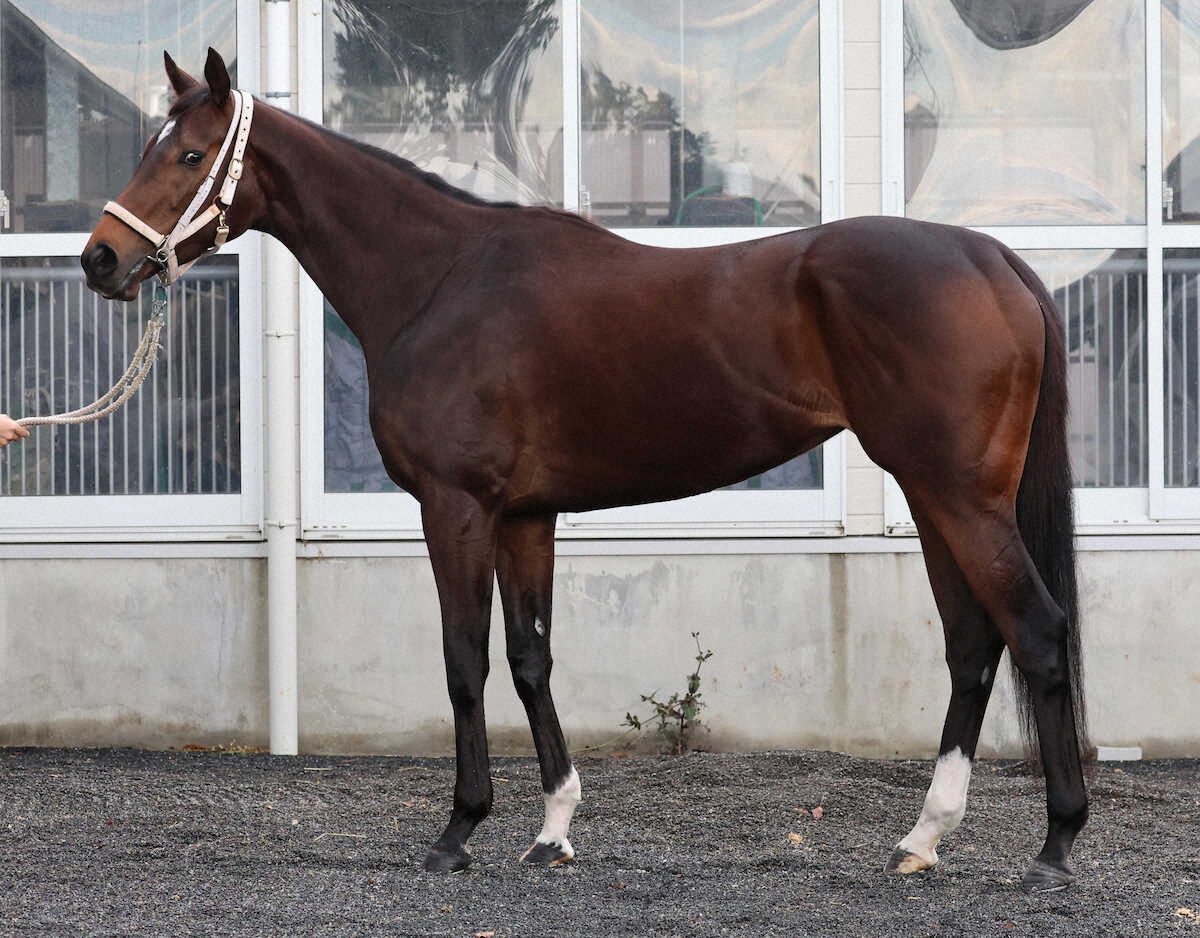 ダブルハートボンド“力こぶ”のような臀筋　初マイル戦にも対応可能