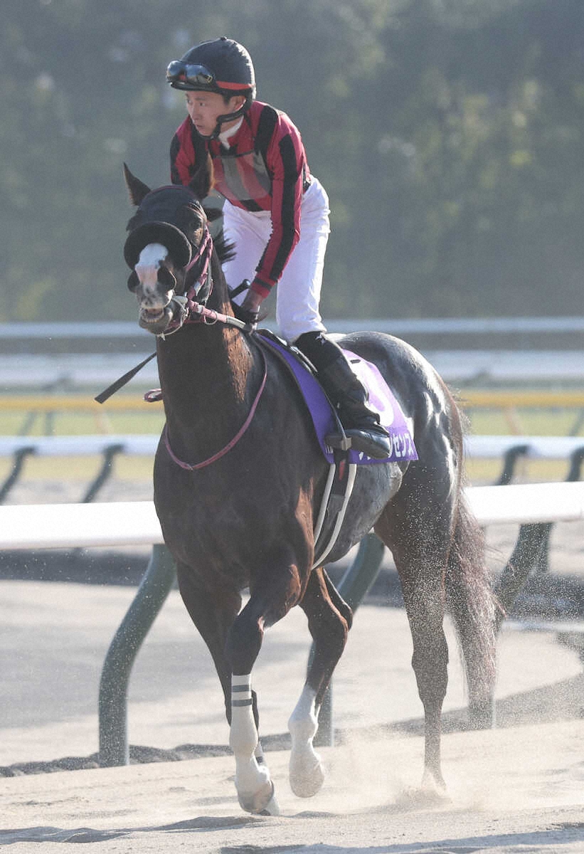 ＜フェブラリーS＞4着のブライアンセンス　（撮影・村上　大輔）