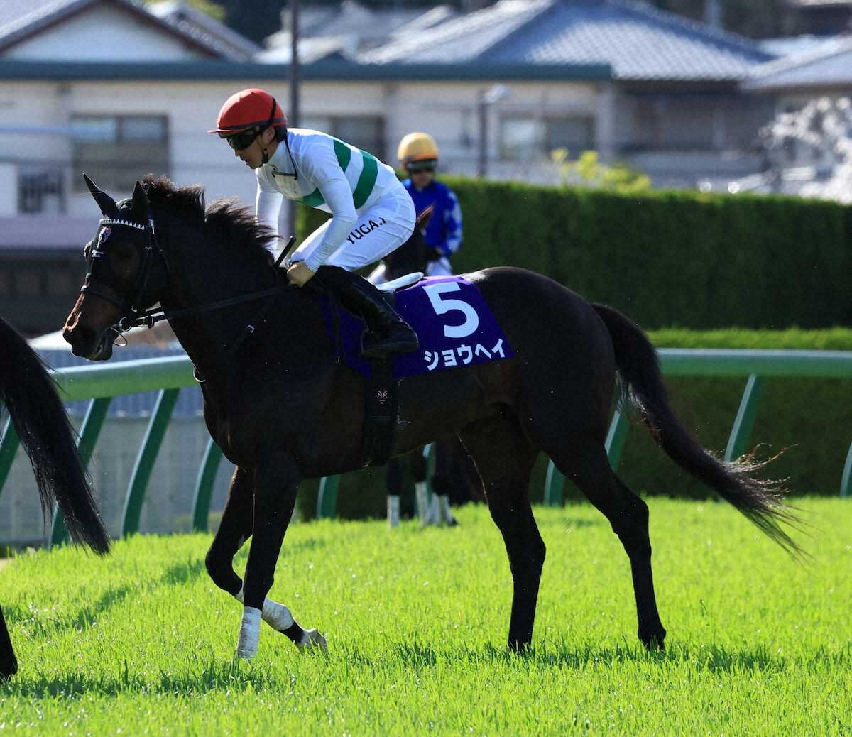 ＜大阪杯＞10着でレースを終えたショウヘイと川田将雅騎手（撮影・中辻　颯太）