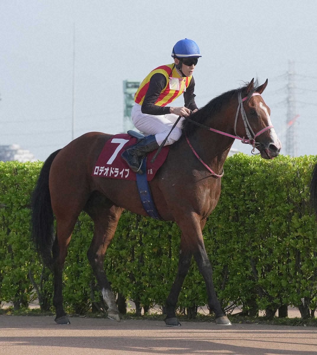 ＜ニュージーランドT＞2着でレースを終えたロデオドライブ（撮影・郡司　修）