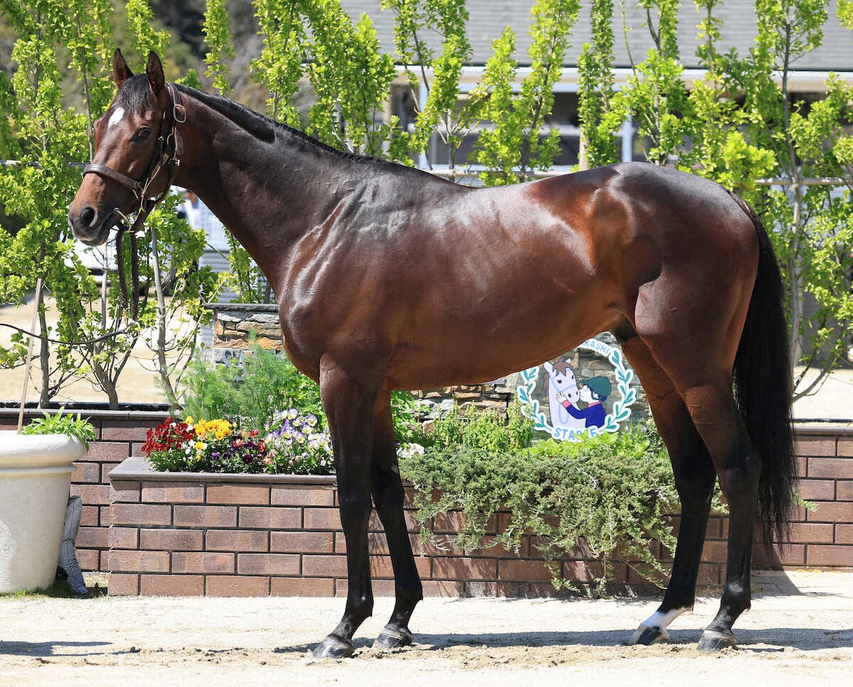 バステール　全体的にまとまった優等生　とても良い仕上がり