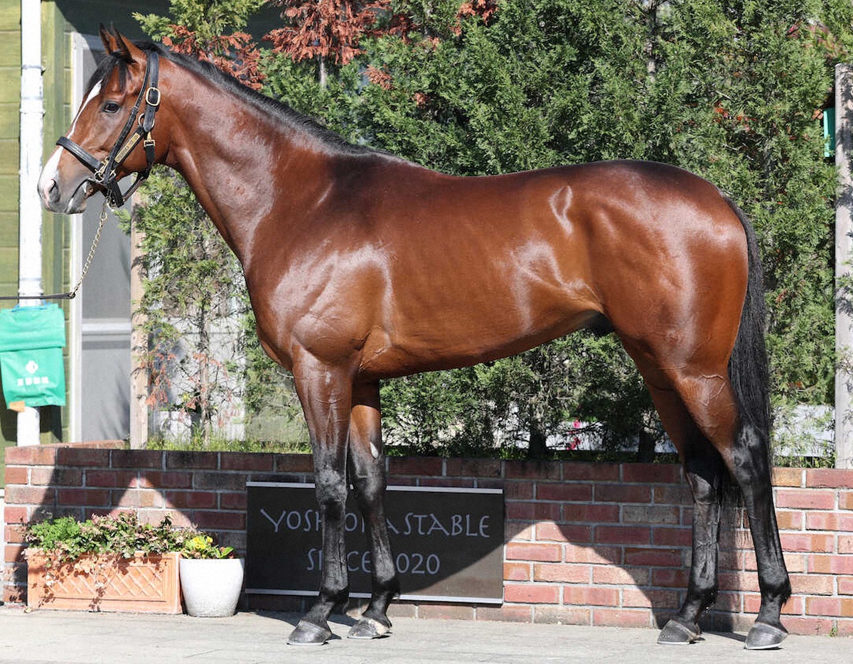 カヴァレリッツォ　マイラー体形　久々を感じさせない毛ヅヤ