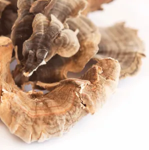 Turkey Tail Mushrooms