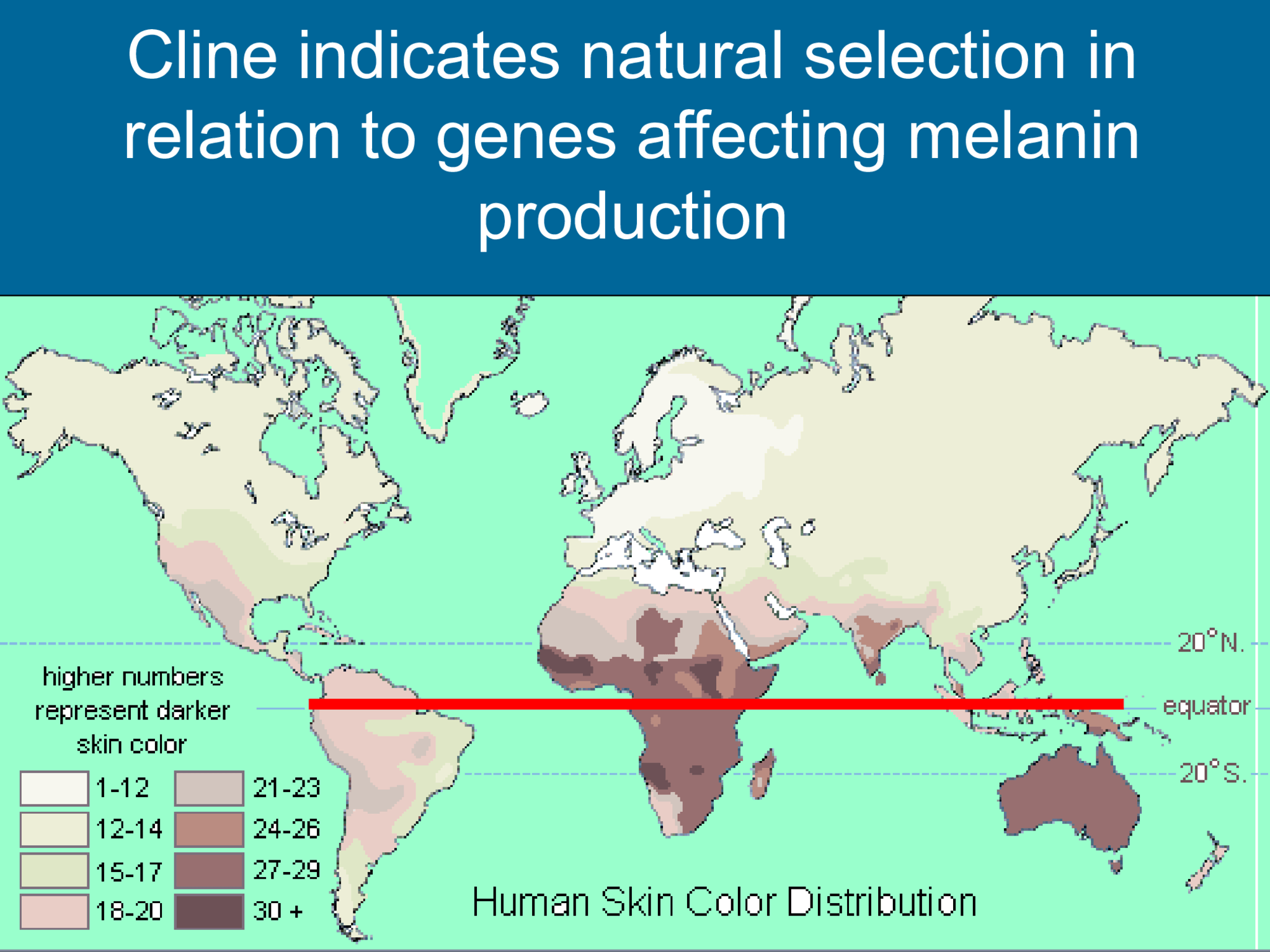 Cline indicates natural selection in  relation to genes affecting melanin  production