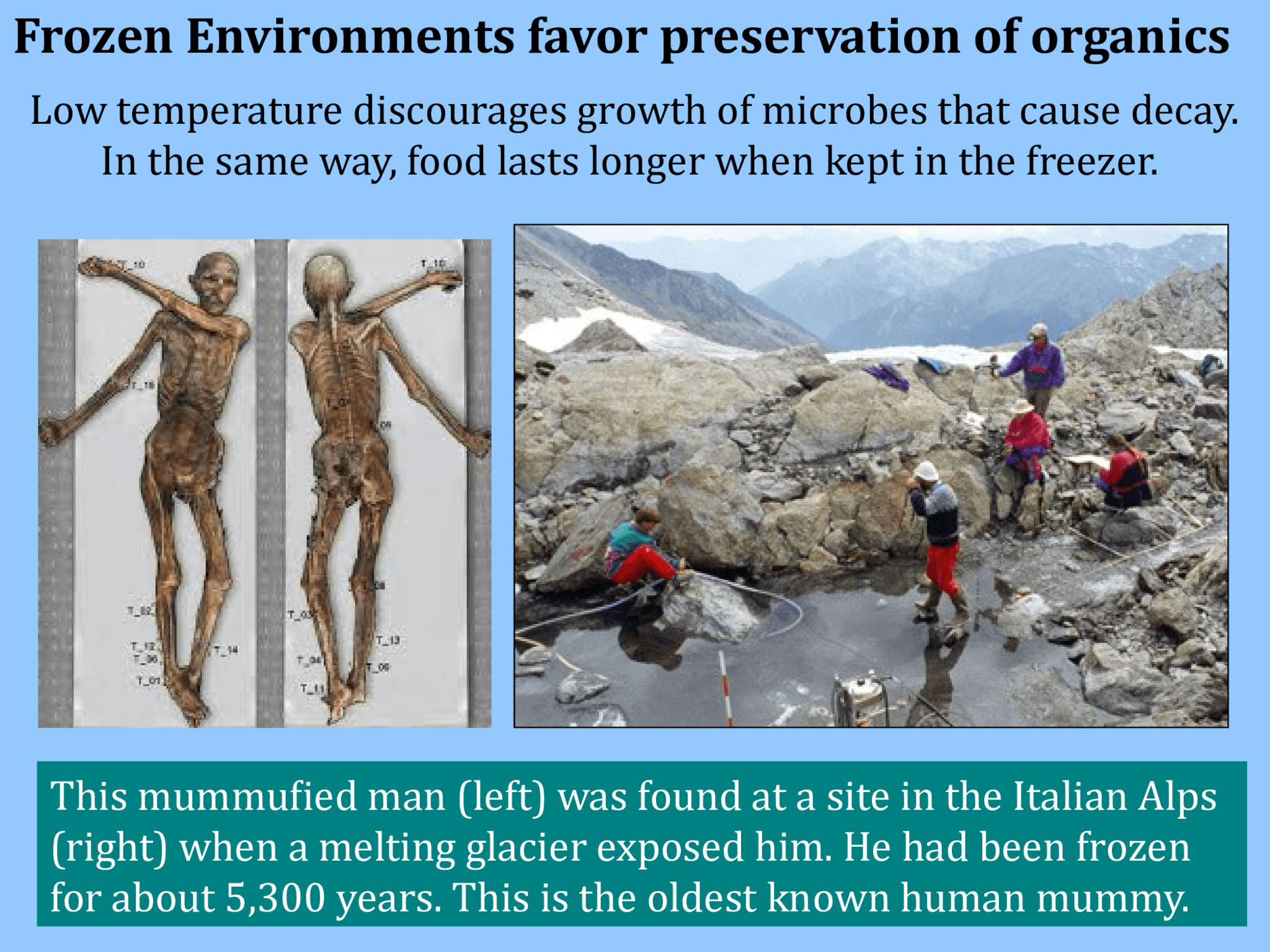 Frozen Environments favor preservation of organics Low temperature discourages growth of microbes that cause decay.  In the same way, food lasts longer when kept in the freezer.  This mummufied man (left) was found at a site in the Italian Alps  (right) when a melting glacier exposed him. He had been frozen  for about 5,300 years. This is the oldest known human mummy.
