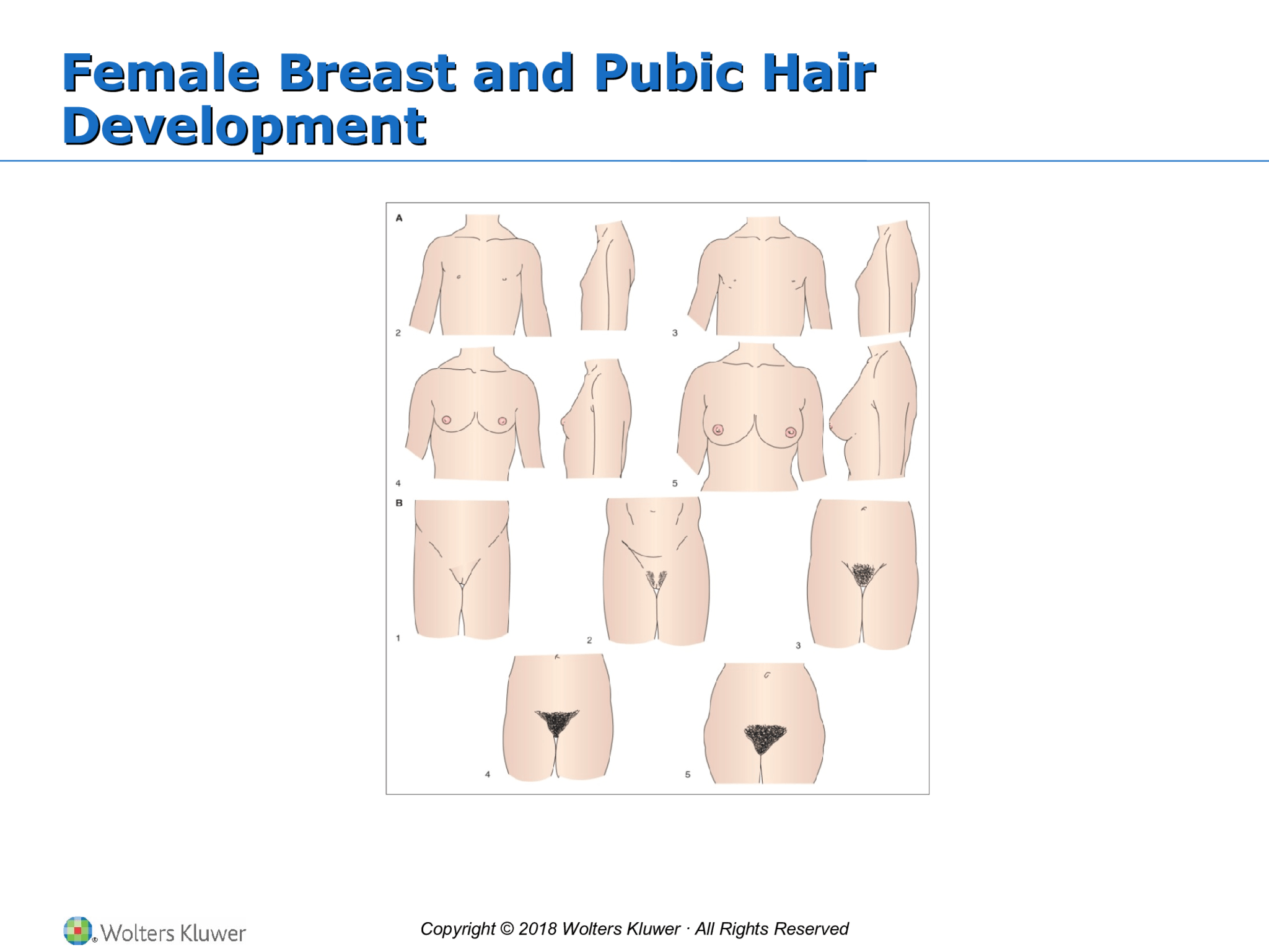 Copyright © 2018 Wolters Kluwer · All Rights Reserved Female Breast and Pubic Hair  Development Female Breast and Pubic Hair  Development