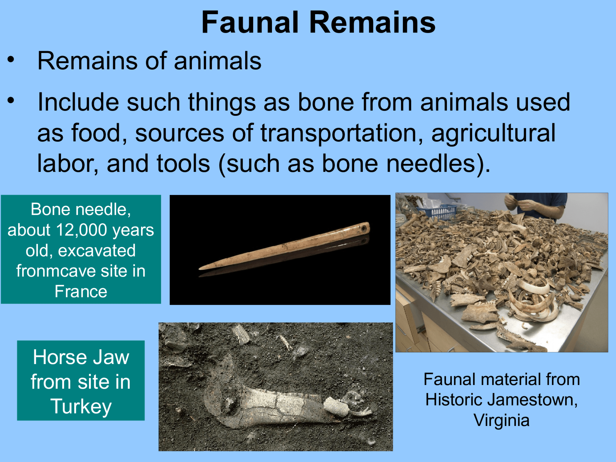 Faunal Remains Horse Jaw  from site in  Turkey • Remains of animals  • Include such things as bone from animals used  as food, sources of transportation, agricultural  labor, and tools (such as bone needles). Faunal material from  Historic Jamestown,  Virginia Bone needle,  about 12,000 years  old, excavated  fronmcave site in  France