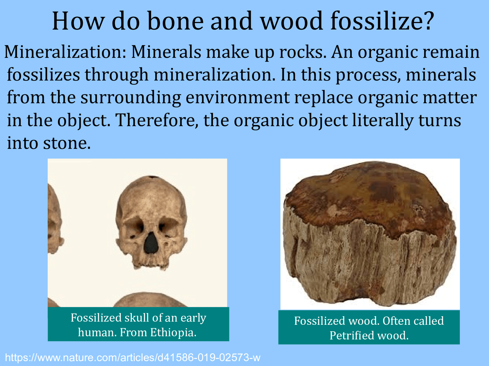How do bone and wood fossilize? Mineralization: Minerals make up rocks. An organic remain  fossilizes through mineralization. In this process, minerals  from the surrounding environment replace organic matter  in the object. Therefore, the organic object literally turns  into stone. Fossilized wood. Often called  Petrified wood. https://www.nature.com/articles/d41586-019-02573-w Fossilized skull of an early  human. From Ethiopia. 
