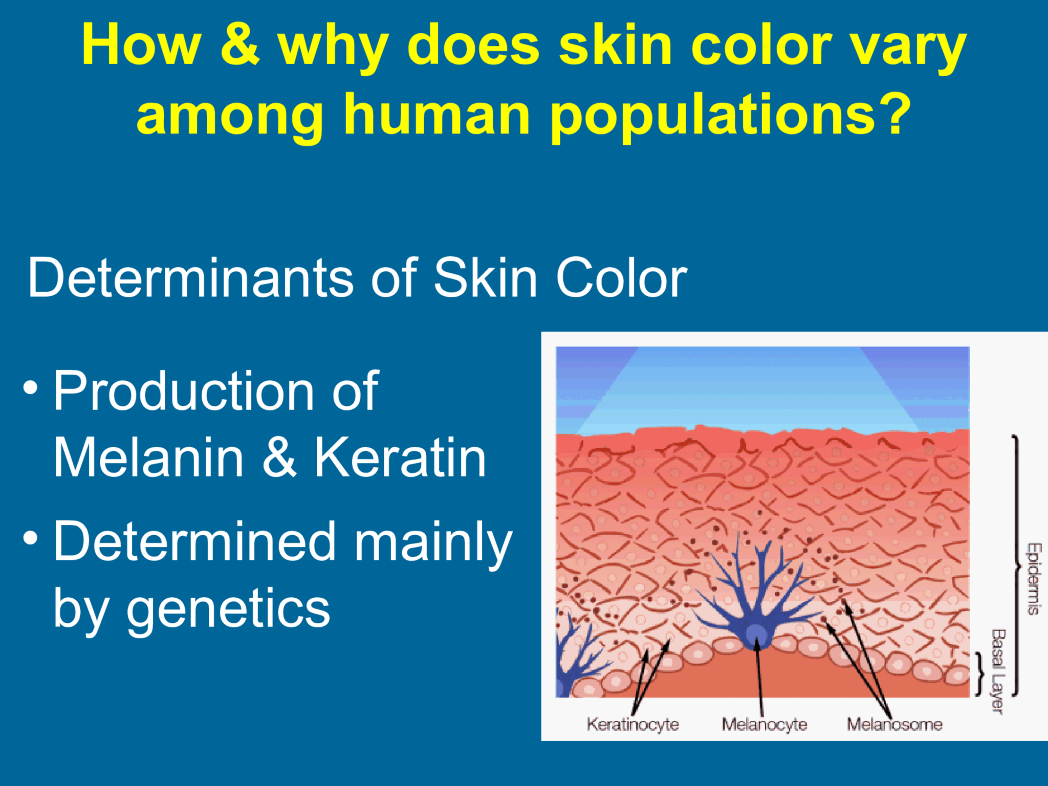 • Production of  Melanin & Keratin • Determined mainly  by genetics Determinants of Skin Color How & why does skin color vary  among human populations?