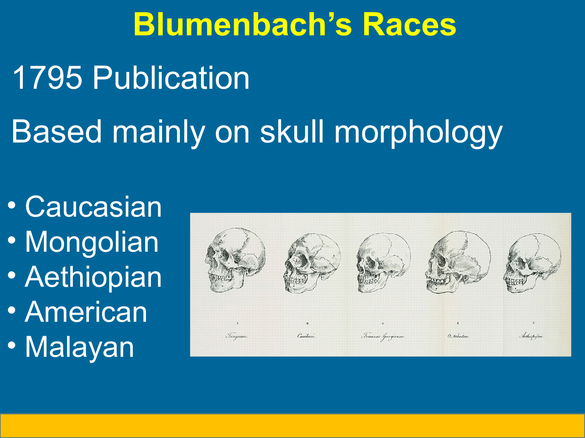 Blumenbach’s Races 1795 Publication Based mainly on skull morphology • Caucasian • Mongolian • Aethiopian • American • Malayan