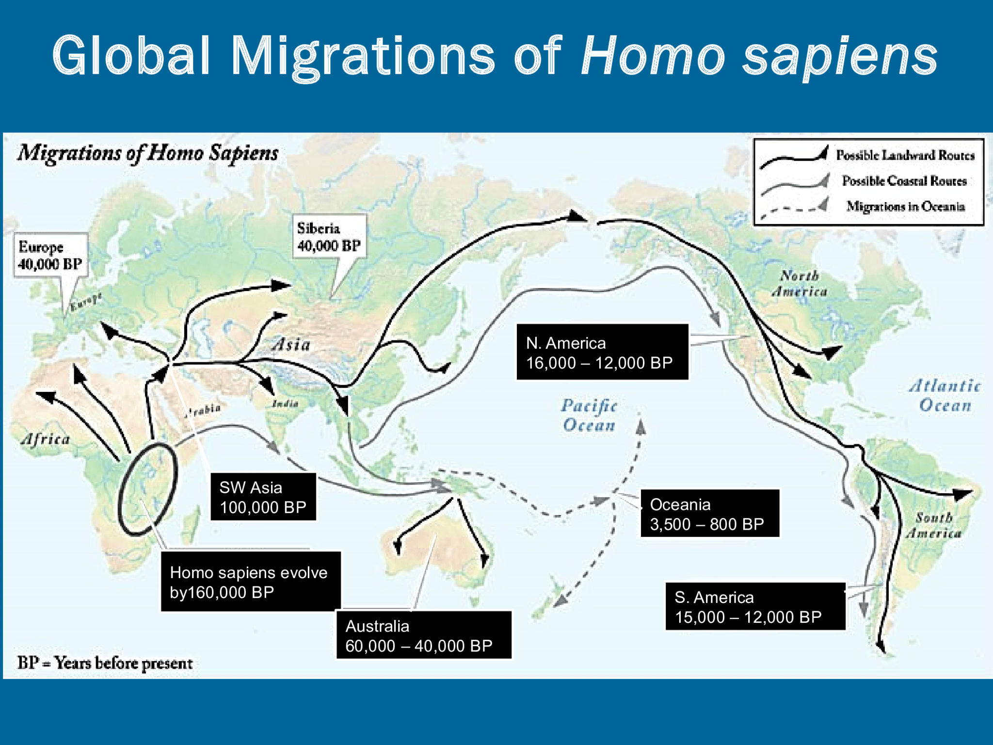 SW Asia  100,000 BP Homo sapiens evolve  by160,000 BP Australia 60,000 – 40,000 BP Oceania  3,500 – 800 BP N. America 16,000 – 12,000 BP S. America 15,000 – 12,000 BP Global Migrations of  Homo sapiens