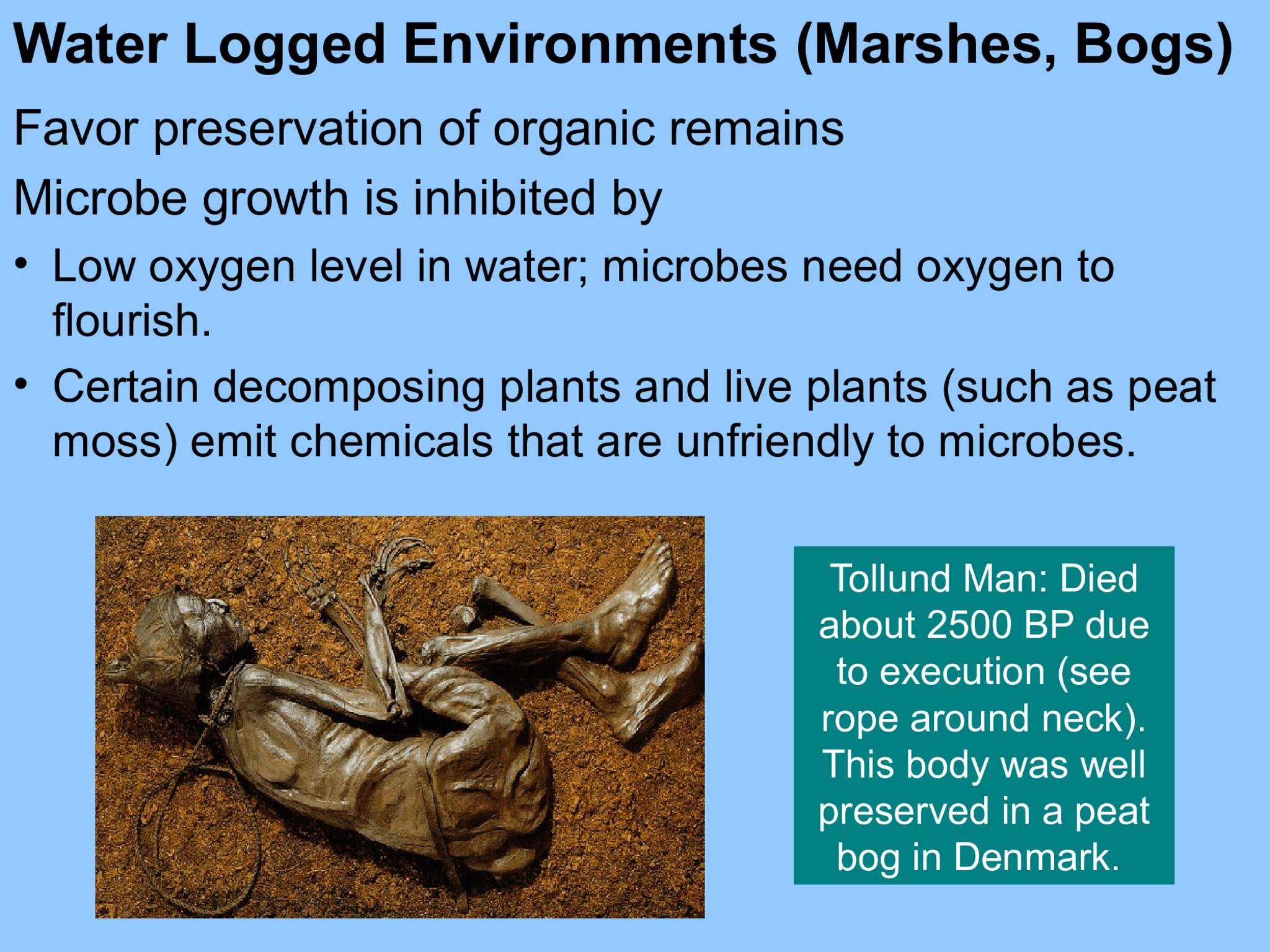 Water Logged Environments (Marshes, Bogs) Tollund Man: Died  about 2500 BP due  to execution (see  rope around neck).  This body was well  preserved in a peat  bog in Denmark.  Favor preservation of organic remains Microbe growth is inhibited by  • Low oxygen level in water; microbes need oxygen to  flourish. • Certain decomposing plants and live plants (such as peat  moss) emit chemicals that are unfriendly to microbes.