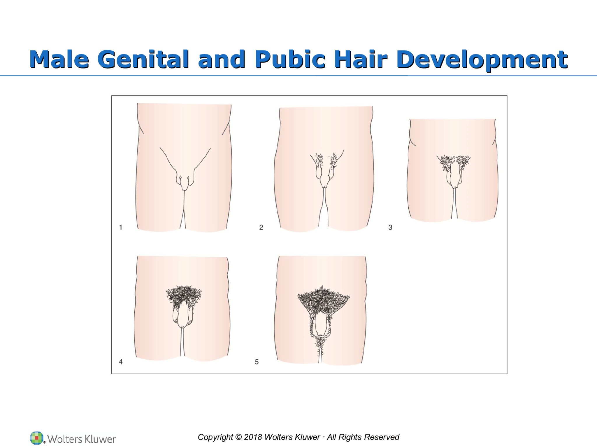 Copyright © 2018 Wolters Kluwer · All Rights Reserved Male Genital and Pubic Hair Development Male Genital and Pubic Hair Development