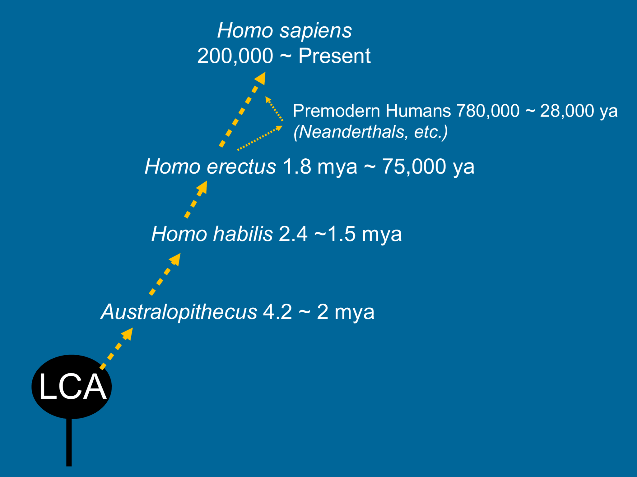Australopithecus  4.2 ~ 2 mya LCA Homo   habilis  2.4 ~1.5 mya Homo   erectus  1.8 mya ~ 75,000 ya  Premodern Humans 780,000 ~ 28,000 ya  (Neanderthals, etc.) Homo sapiens  200,000 ~ Present