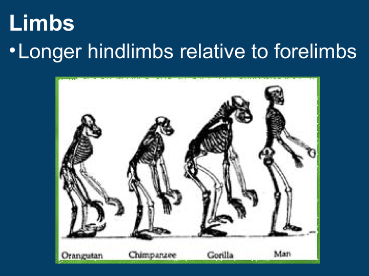 Human Evolution Part 1 - Presentious