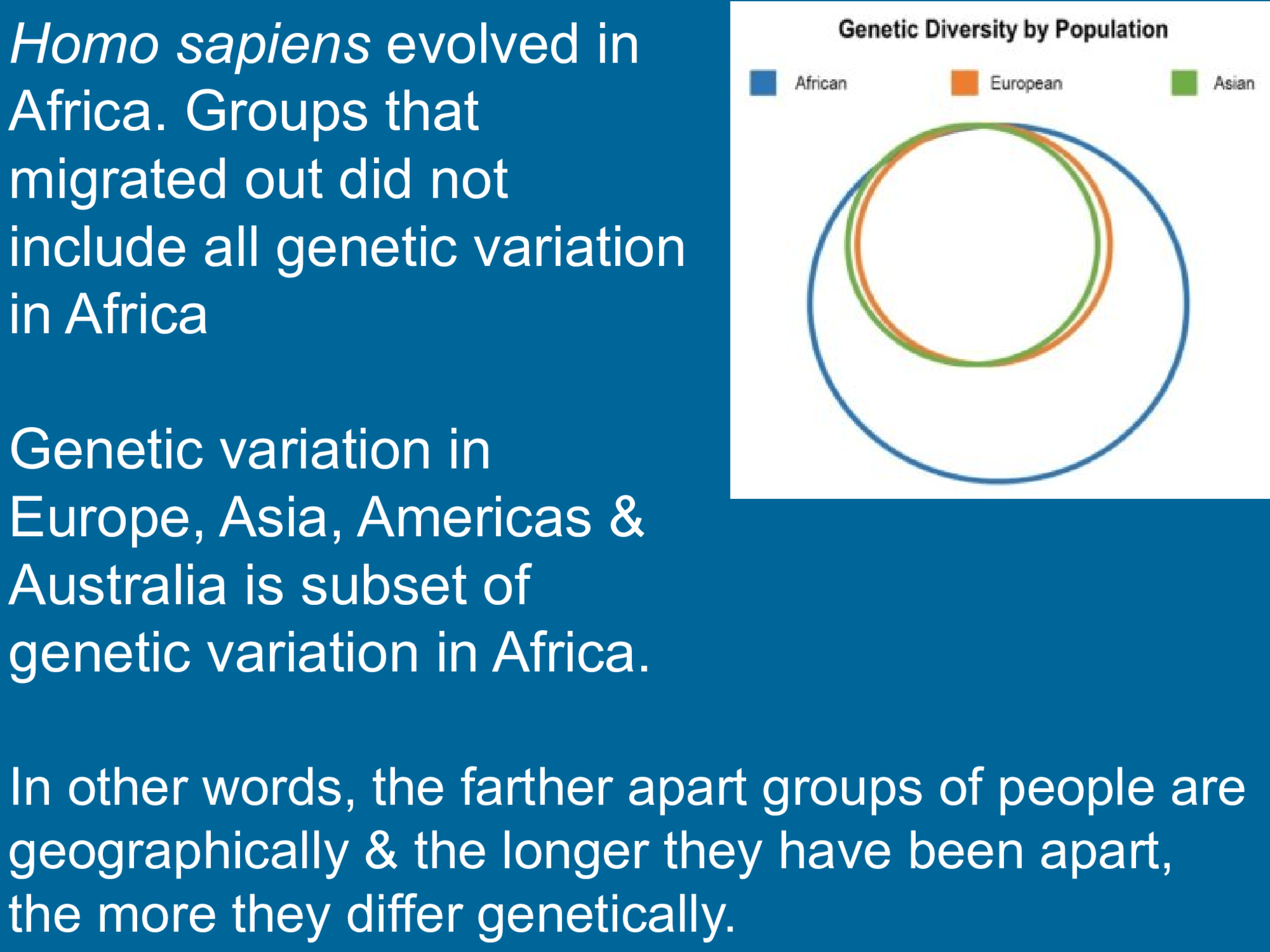 Homo sapiens  evolved in  Africa. Groups that  migrated out did not  include all genetic variation  in Africa Genetic variation in  Europe, Asia, Americas &  Australia is subset of  genetic variation in Africa.  In other words, the farther apart groups of people are  geographically & the longer they have been apart,  the more they differ genetically.