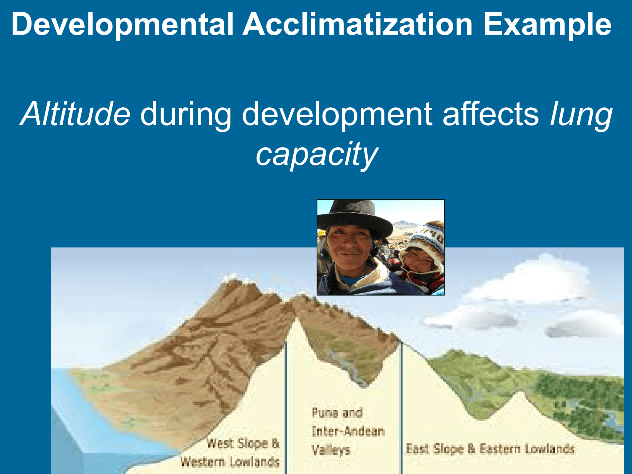 Developmental Acclimatization Example  Altitude  during development affects  lung  capacity