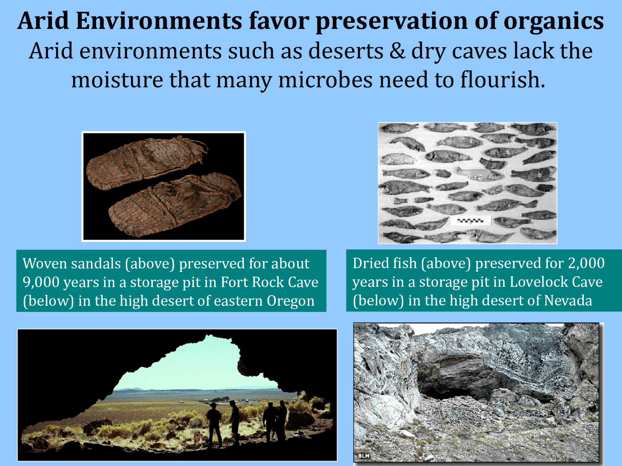 Arid Environments favor preservation of organics Arid environments such as deserts & dry caves lack the  moisture that many microbes need to flourish.  Woven sandals (above) preserved for about  9,000 years in a storage pit in Fort Rock Cave  (below) in the high desert of eastern Oregon Dried fish (above) preserved for 2,000  years in a storage pit in Lovelock Cave  (below) in the high desert of Nevada