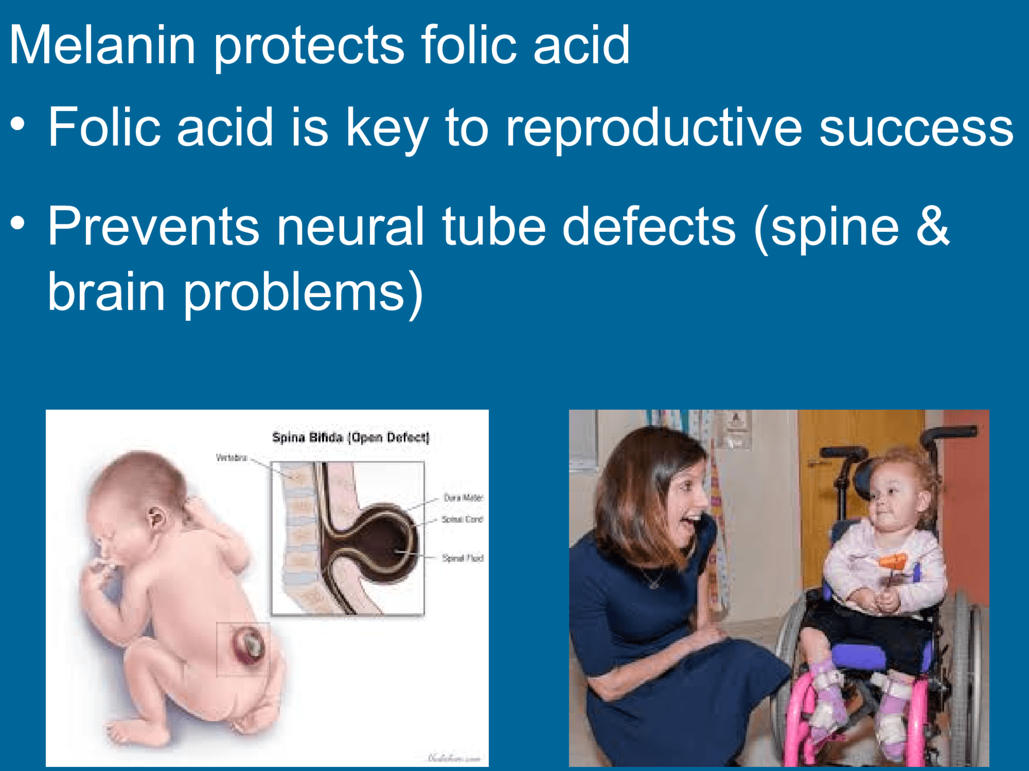 Melanin protects folic acid • Folic acid is key to reproductive success • Prevents neural tube defects (spine &  brain problems)