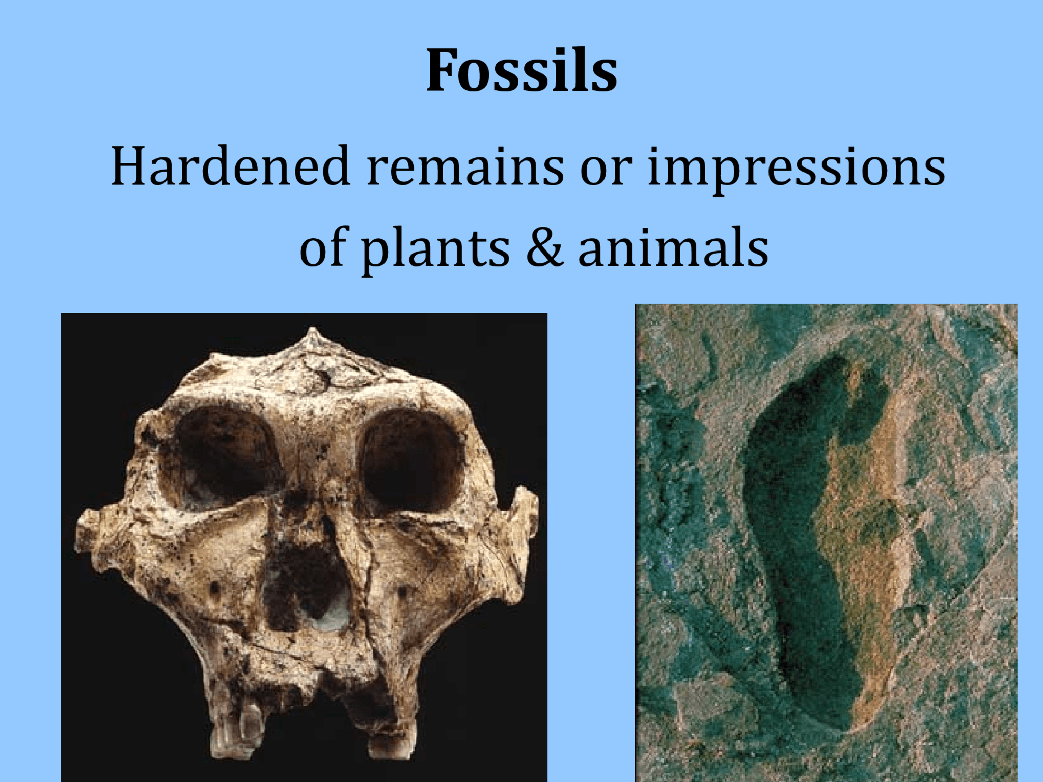 Fossils Hardened remains or impressions  of plants & animals