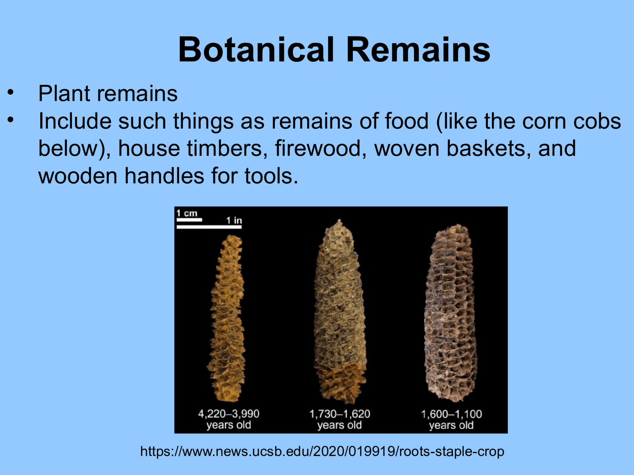Botanical Remains • Plant remains  • Include such things as remains of food (like the corn cobs  below), house timbers, firewood, woven baskets, and  wooden handles for tools. https://www.news.ucsb.edu/2020/019919/roots-staple-crop