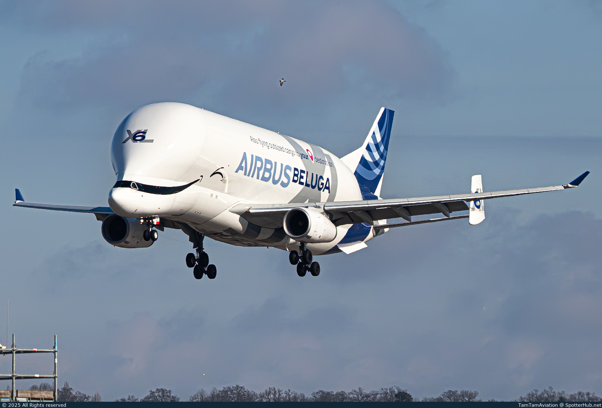 Photo of F-GXLO - Airbus A330-743L Beluga XL operated by Airbus Transport International