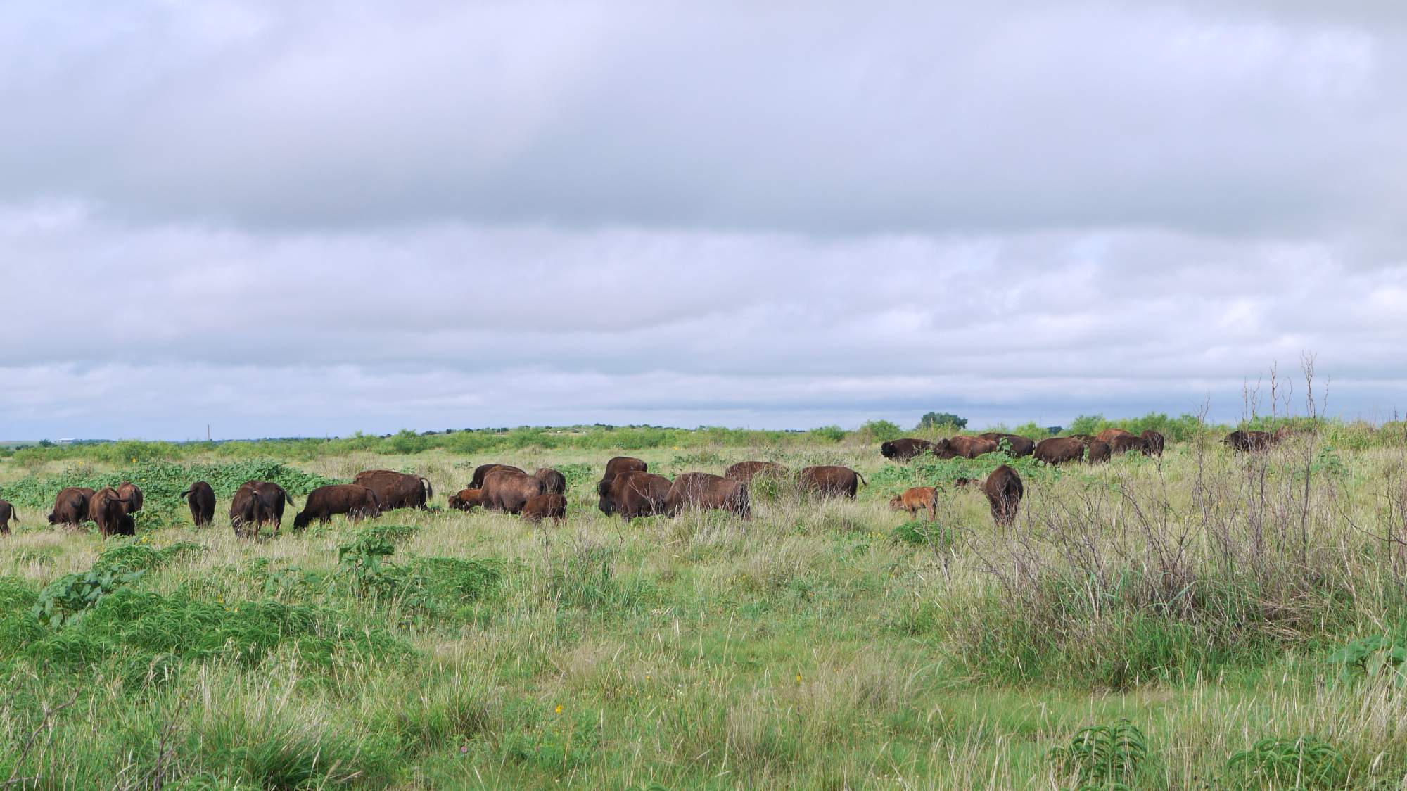 Bison herd