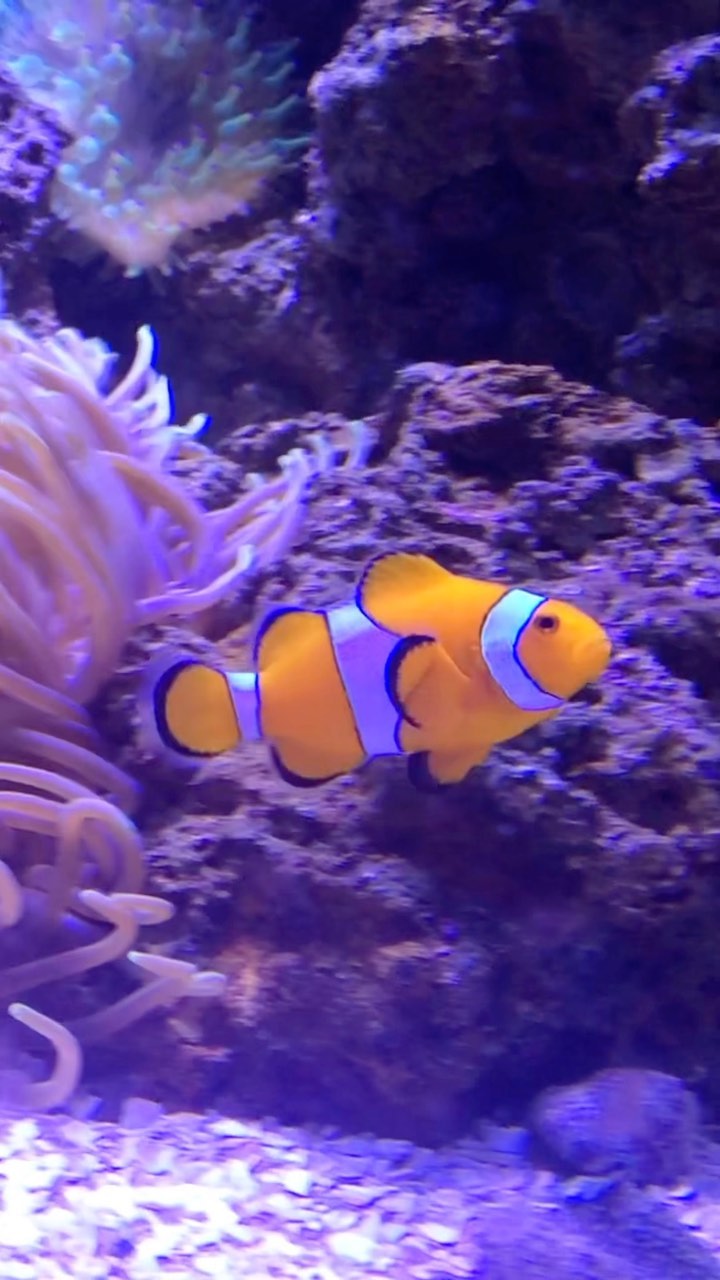 [AS HISTÓRIAS CONTINUAM EM CASA]
A minha dica hoje é fazer um passeio com as crianças e depois aproveitar um filminho no @disneyplusbr pra dar um gostinho de continuação.

🐟O AquaRio é o maior aquário da América do Sul e conta com mais de 360 tipo de espécie. Lá podemos observar tubarões, arraias, moreias e diversos tipos de peixes como o cirurgião patela (Dory) e o peixe palhaço (Nemo).
📌Ingressos a partir de R$75

🐙Depois do passeio, a dica é aproveitar pra assistir a animação Procurando Dory, que está disponível no Disney+.
🎞 No filme, Dory, Nemo e Marlin embarcam em uma aventura atrás da família da Dory. É super divertido!

Agora me conta: já fez esse passeio? Já assistiu esse filme? 🙃
#riocomcriancas #FériasDisneyPlus #DisneyPlus #Publicidade @disneyplusbr