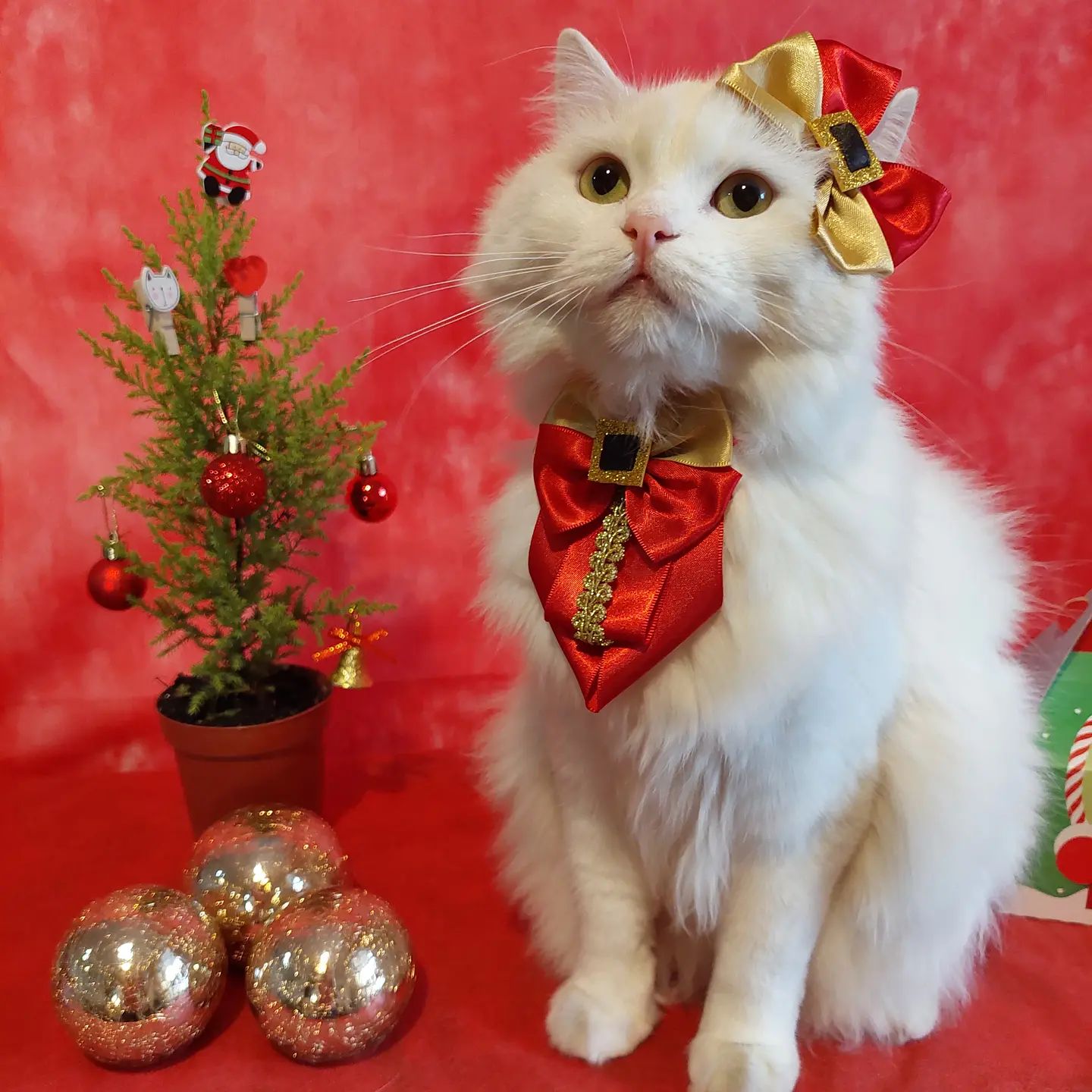 Que a semana comece com cheirinho de Natal.
 🎅🏻🤶🏼🧑🏾‍🎄
🎄🎁🌟
.
.
.
.
Marie usa @puppy.cat_store 
.
.
.
.
.
.
#catphoto #catlover #catmodel #catmodels #petmodel #petinfluencer #petnatal #petnatalino #natalpet #natalcat #catnatal #catchristmas #christmascat #christmascats #christmaskitty #gatodenatal #gatonatalino #gatadelaço #gatamarie #gatinhamarie #amogatos #loucaporgatos #gatinhosfofinhos #gateiros