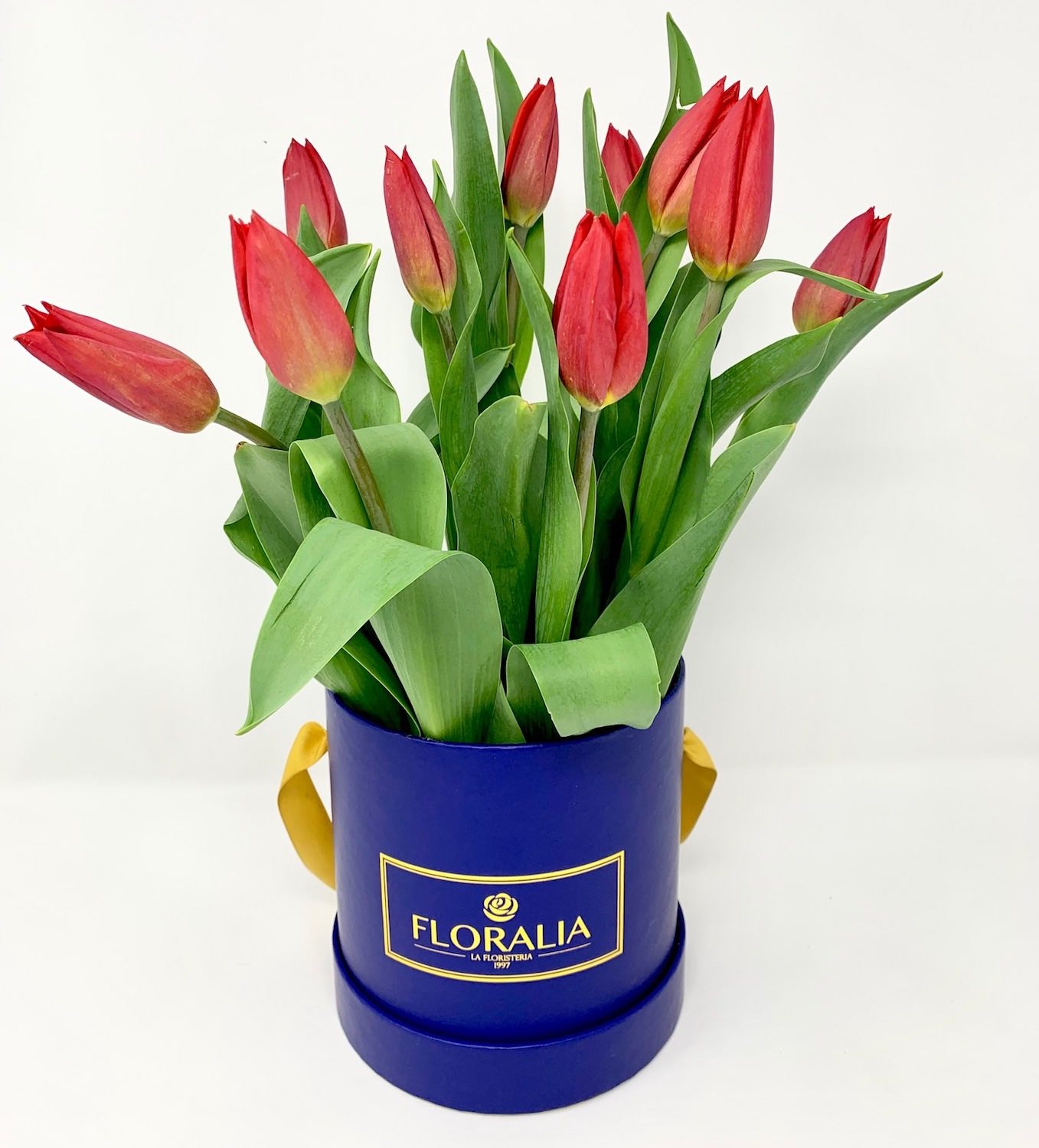 Edicion Blue - 103 Tulipanes RED