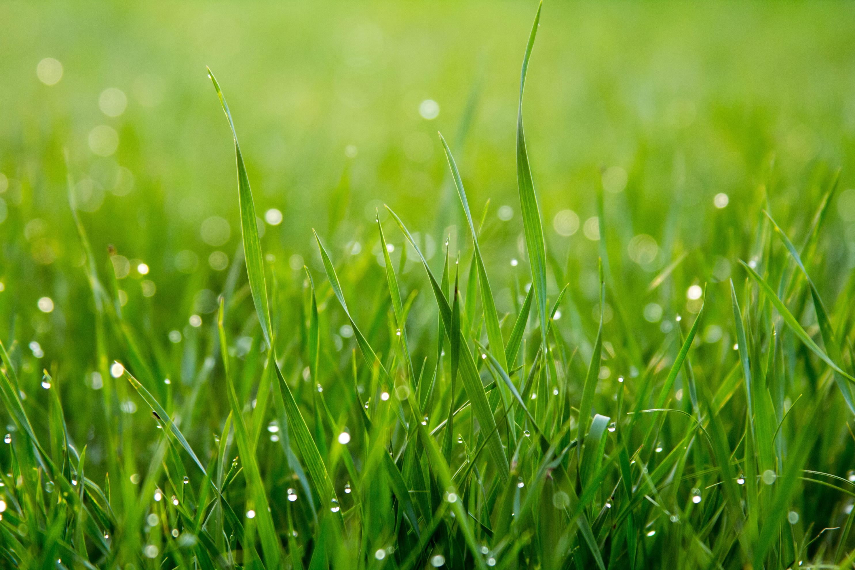 Section background image