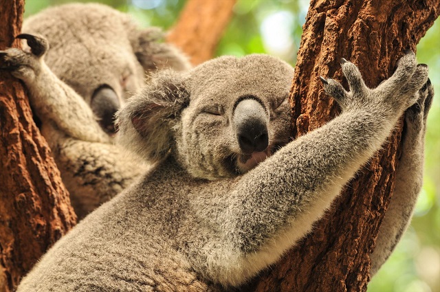 Koala de Kennett River