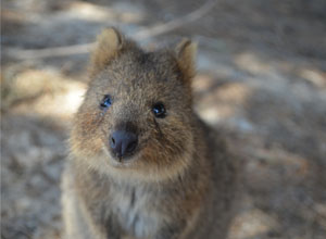 Quokka_mini