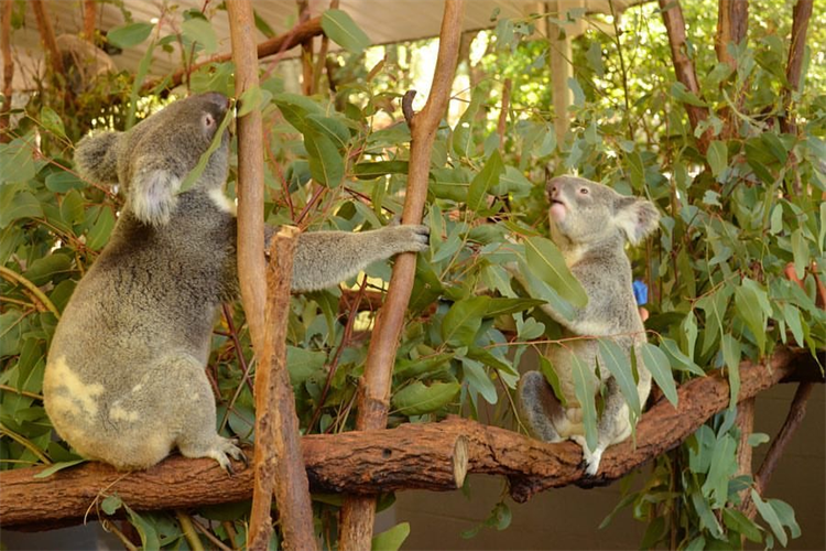 Brisbane koala