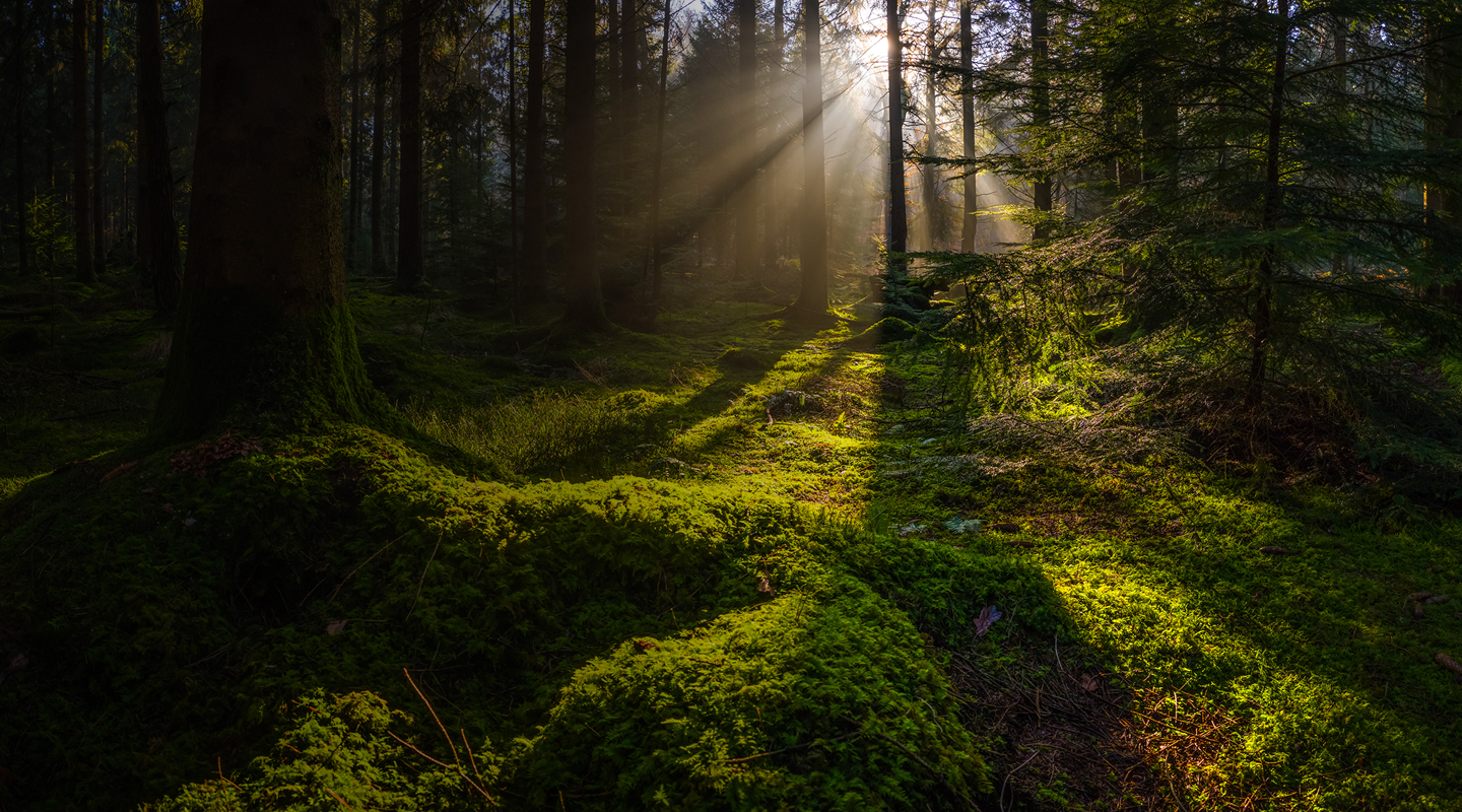 Glimmering Forrest Scene Background