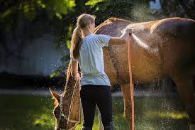Rising Standards in Modern Horse Care: What Owners Need to Know in 2026 case study image