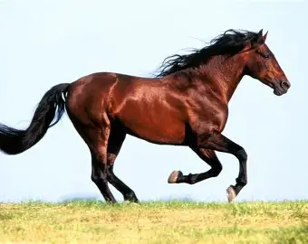 Rising Demand for Well-Trained Sport Horses in 2025 case study image