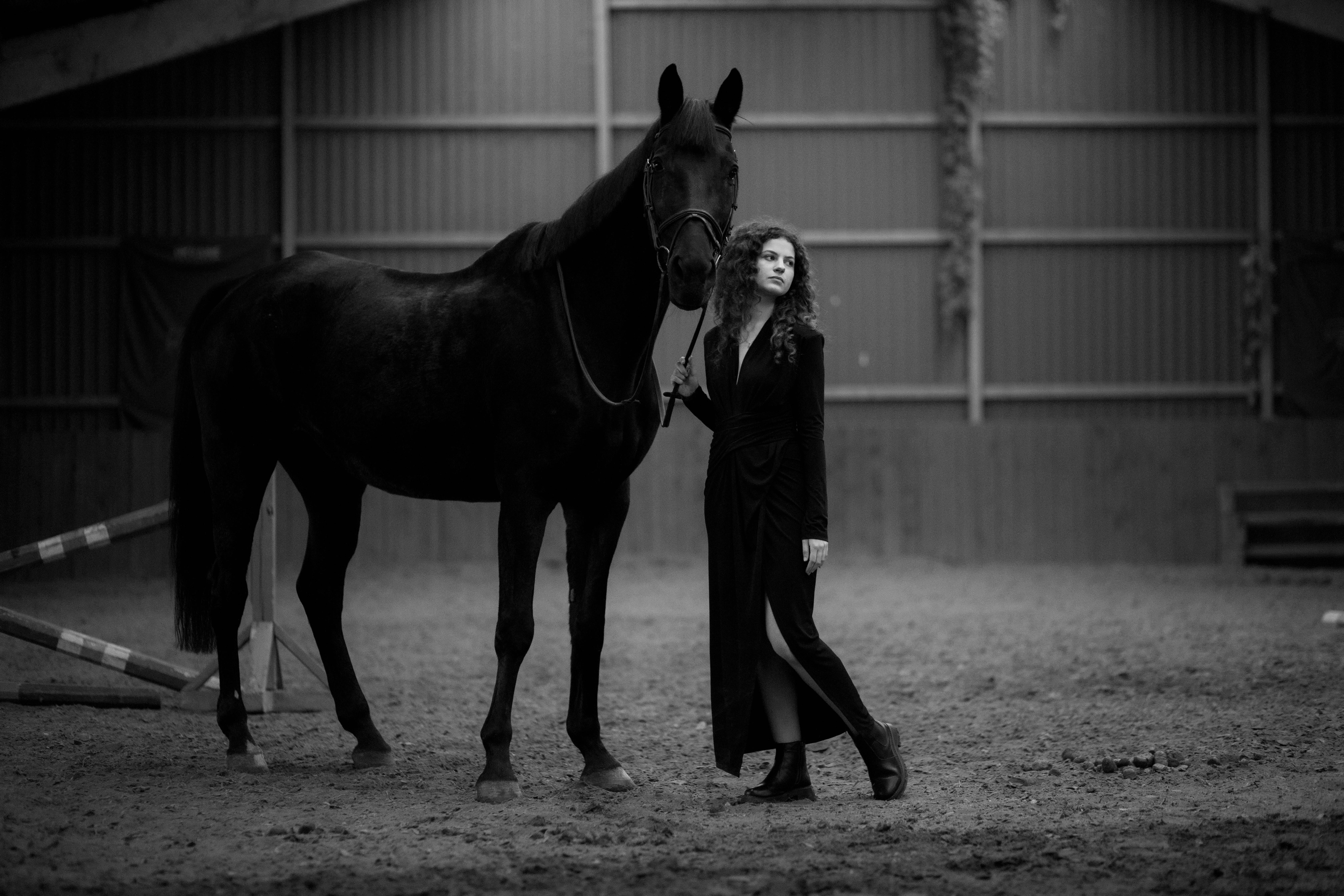 Velvet Eclipse Z Horse thumbnail