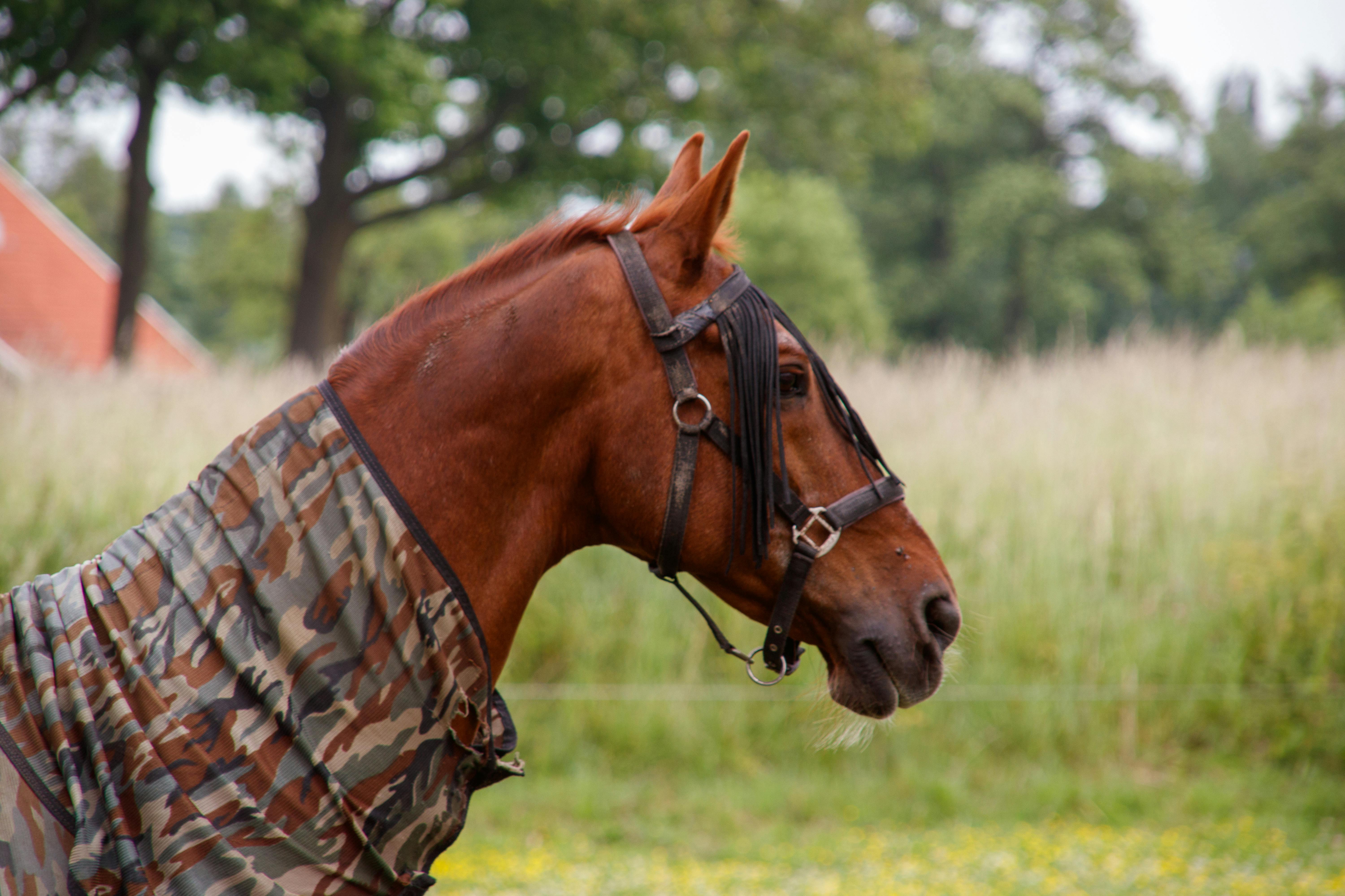 Cantabil 07 Horse thumbnail