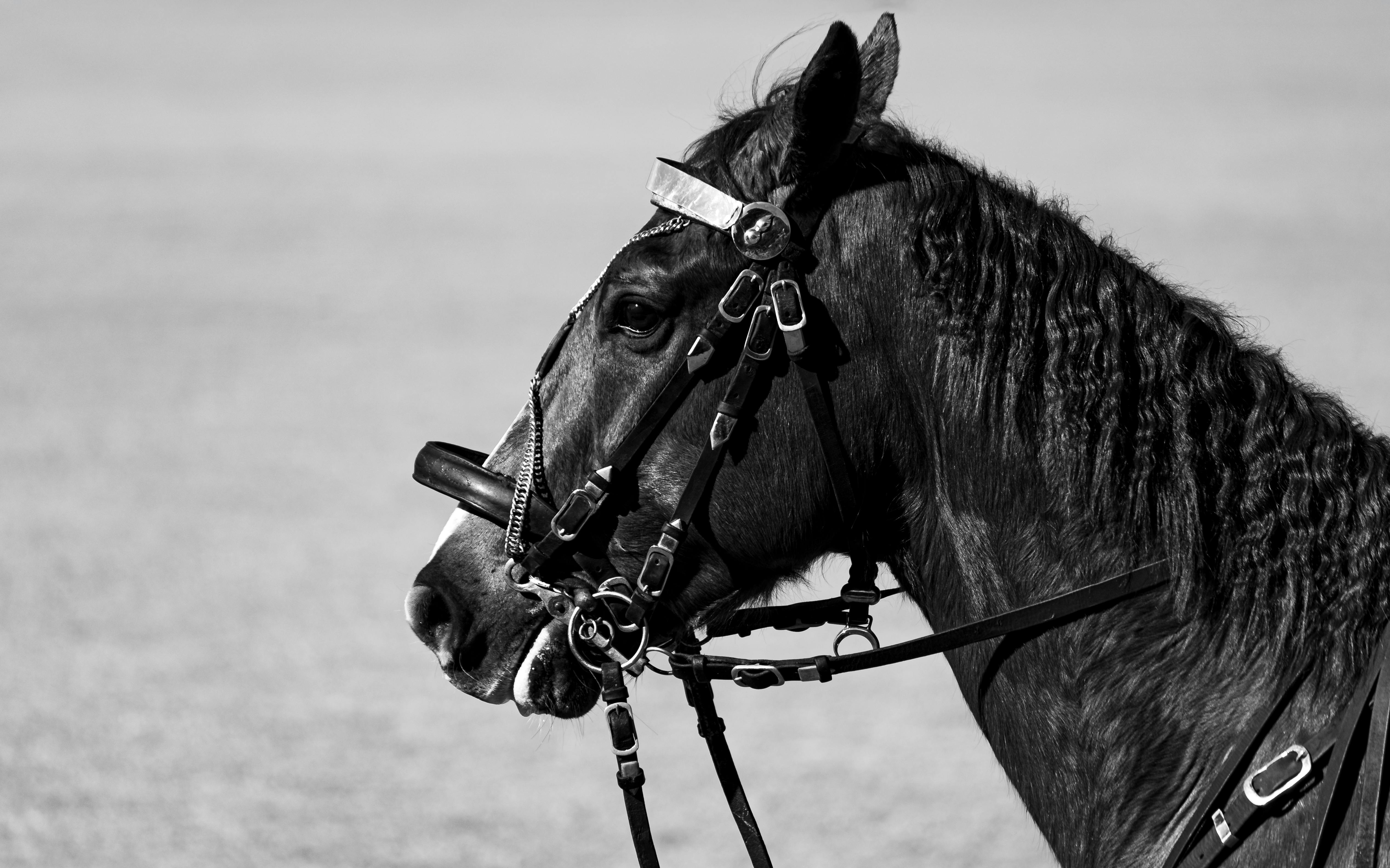 Cantabil 07 Horse thumbnail