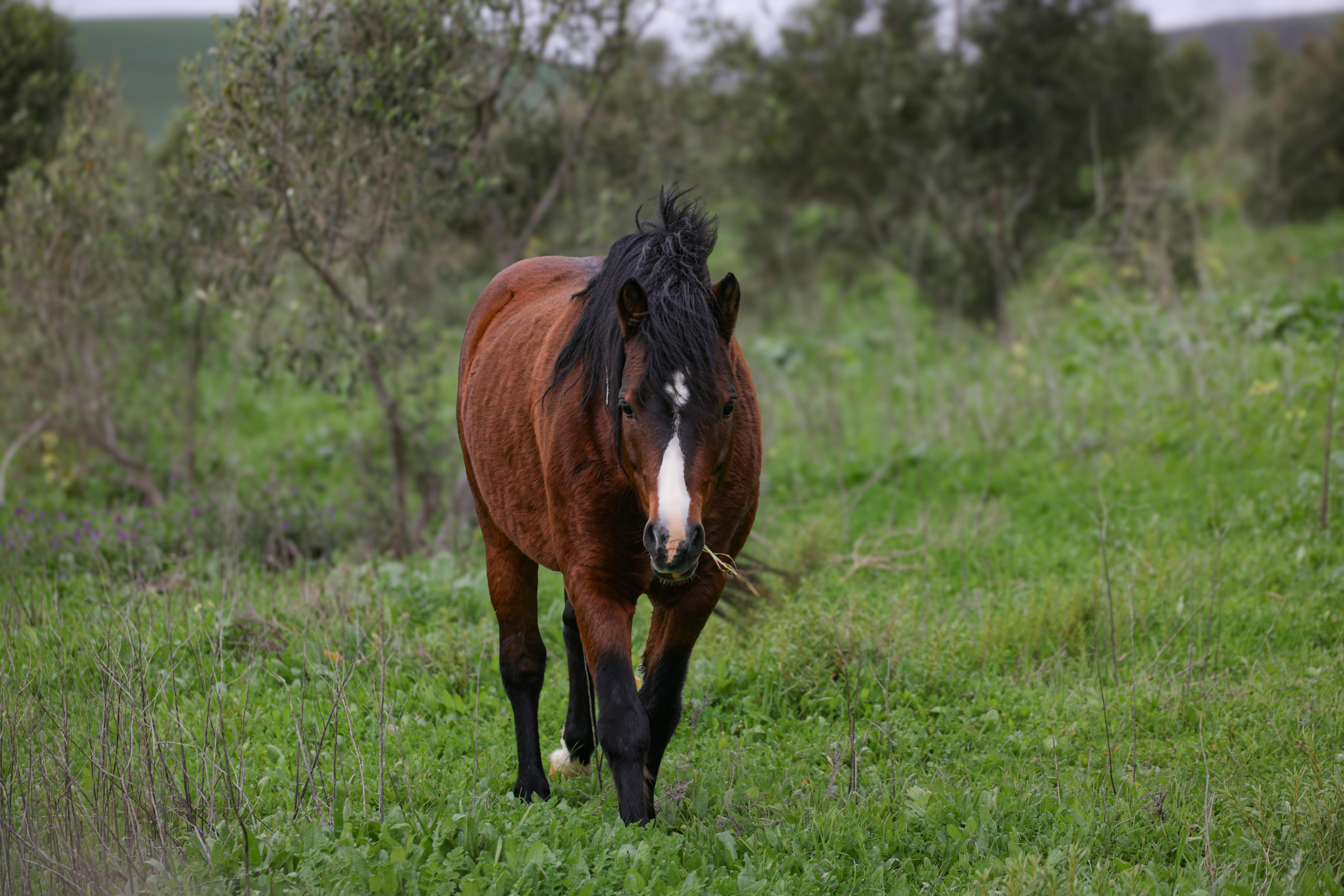 Silver Storm Z Horse thumbnail